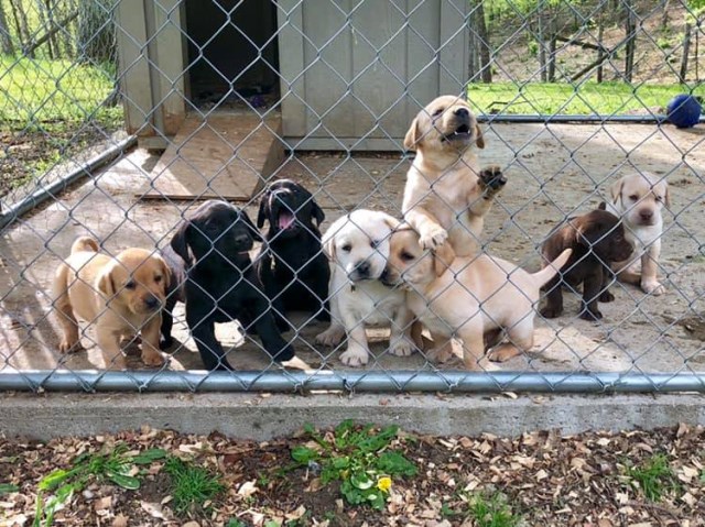 Labrador Retriever puppy for sale + 56326