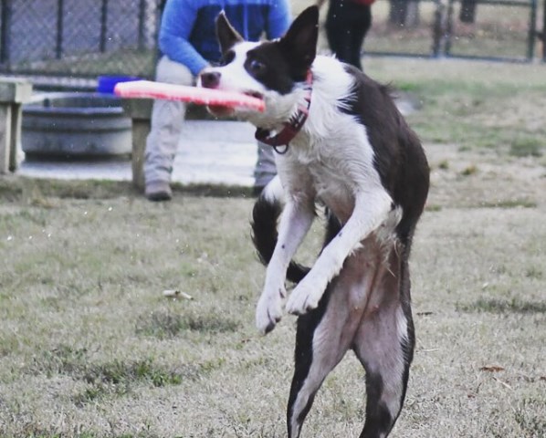 Border Collie puppies