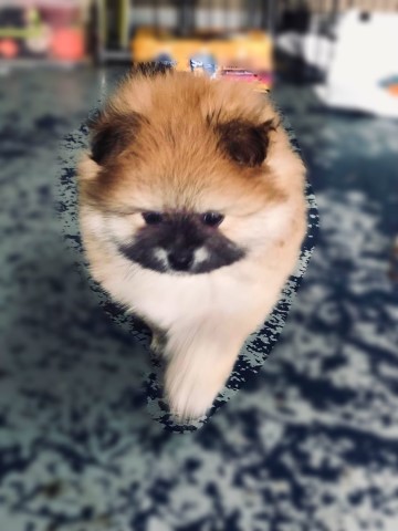 JACK (temp name). CKC Registered Pomeranian. Male.