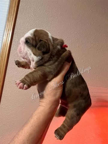 English Bulldog, M, Red MERLE