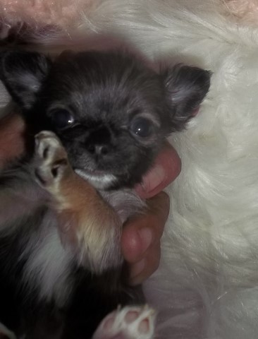 Chihuahua puppy for sale + 62754