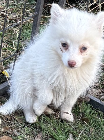 Pomsky puppy for sale + 66293