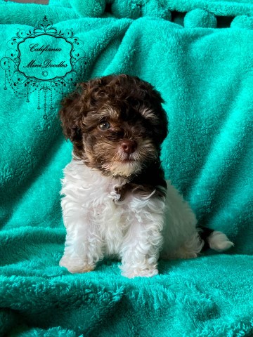 Poodle / Bichon-Frise (Bich-Poo, Poo-Chon) Designer male puppy - VALENTINO