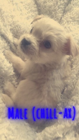 Puppies lookin for their new furever homes??