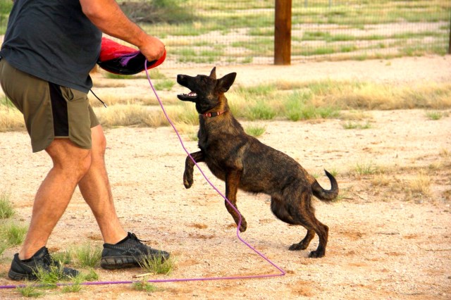 Malinois puppy for sale + 54190