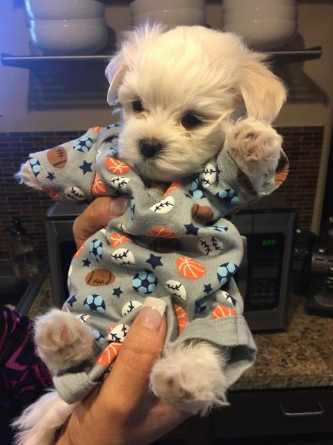 Toy Maltese~ Puppy for sale
