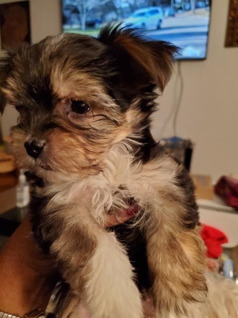 Morkie puppy for sale + 60976