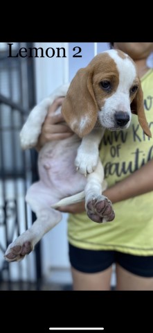 Beagle puppy for sale + 63076