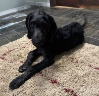 Designer Dogs:  Standard Poodle and Weimaraner :  Weimardoodle Weimaraner for sale/adoption