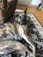 Great Dane Stud Great Dane for sale/adoption