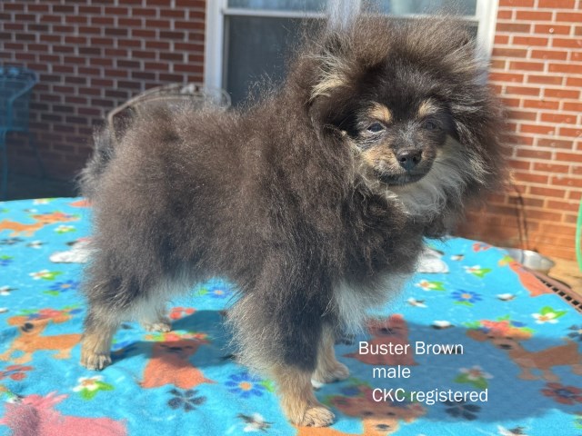 CKC Pomeranian: BUSTER BROWN