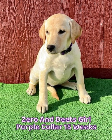 Labrador Retriever puppy for sale + 63726