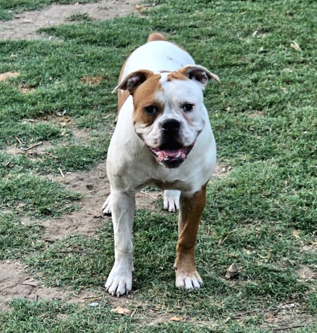 American Bulldog puppy for sale + 65070