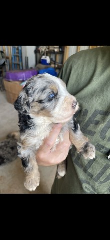 Bernese Mountain Dog puppy for sale + 63450