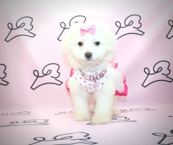 Maltipoo puppy for sale + 61421