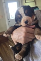Bernese Mountain Bernese Mountain Dog for sale/adoption