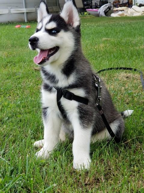 Female husky puppy