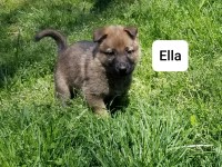 German Shepherd German Shepherd Dog for sale/adoption