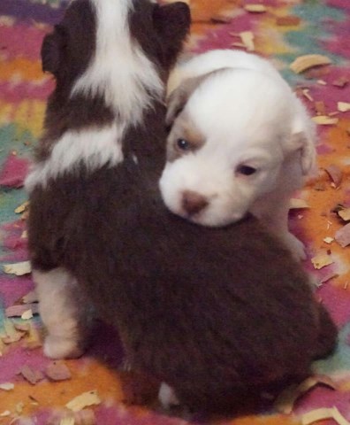 Miniature Australian Shepherd puppy for sale + 55085