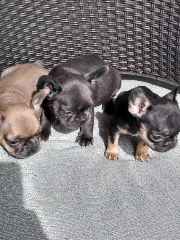 French Bulldog puppy for sale + 54431