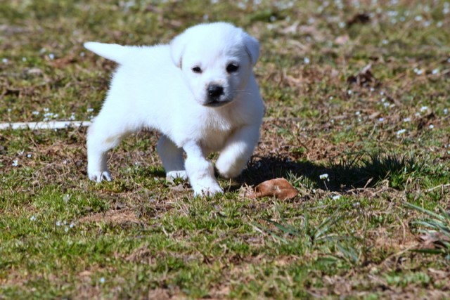 Labrador Retriever puppy for sale + 60089
