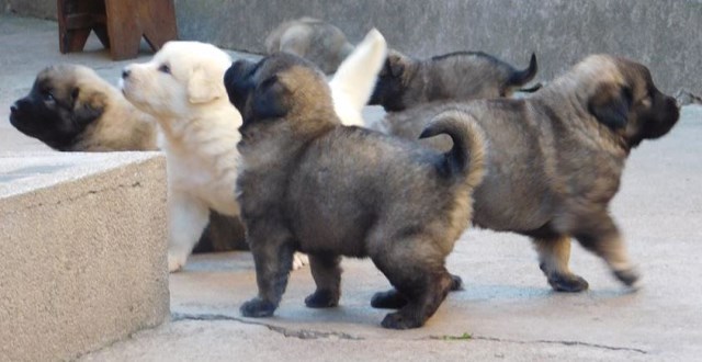 Sarplaninac puppies