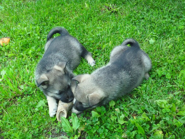 Norwegian Elkhound puppy for sale + 57512