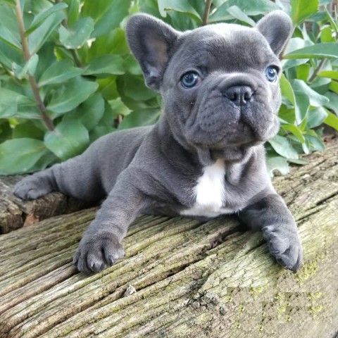 French Bulldog puppy for sale + 64015