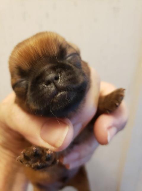 Brussels Griffon puppy for sale + 62169