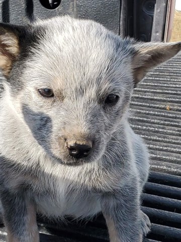 Australian Cattle Dog puppy for sale + 58987