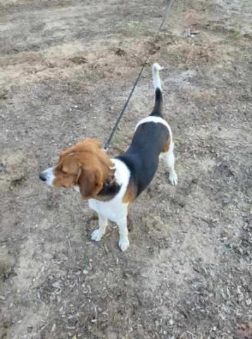 Black And Tan Coonhound puppy for sale + 63395