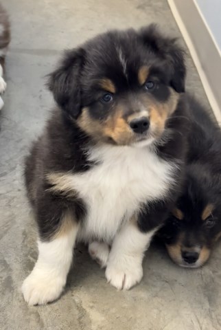 Australian Shepherd Dog puppy for sale + 65332