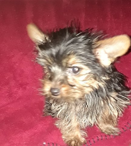 Tiny Toy Yorkshire Terrier Puppies