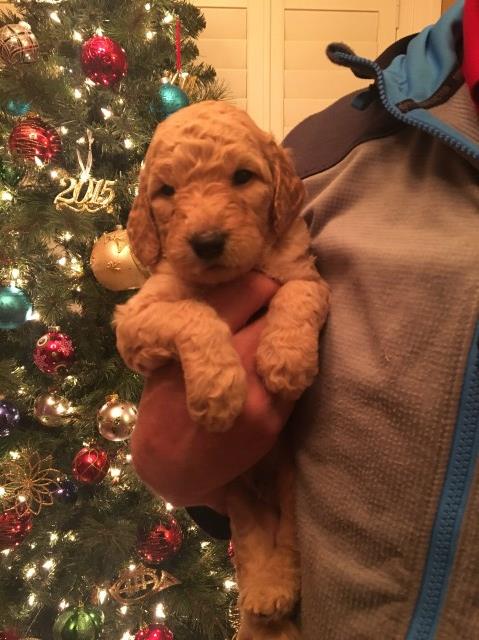 Goldendoodle puppy for sale + 59519