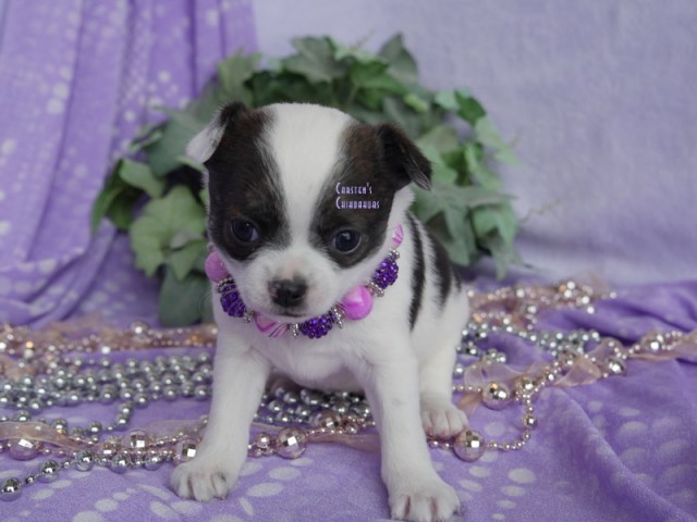 Meet Your Future Tiny Sidekick — A Chihuahua Full of Charm