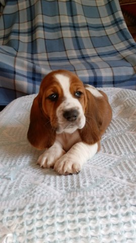 Basset Hound Puppies in North Carolina, registered and purebred