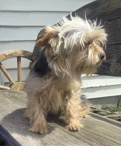 Purebred Yorkshire Terrier Lexie born 10-5-23
