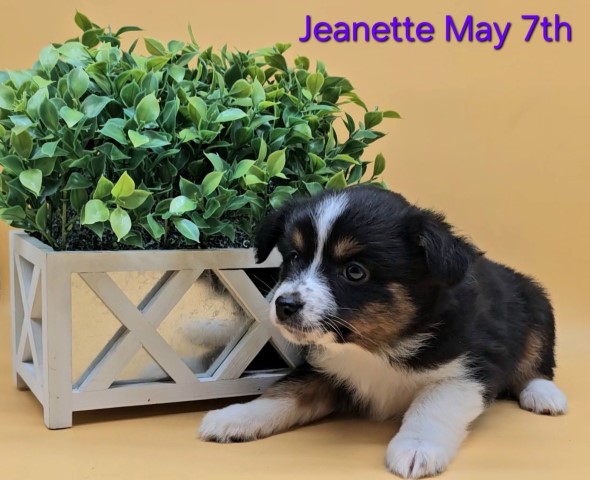 Jeanette; 100% MAS, AKC