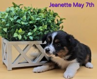 Jeanette; 100% MAS, AKC Miniature Australian Shepherd for sale/adoption