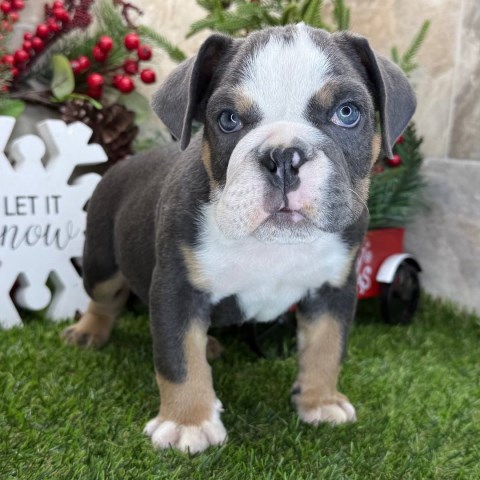 Meet Rae; The 12 weeks old Bulldog cutie