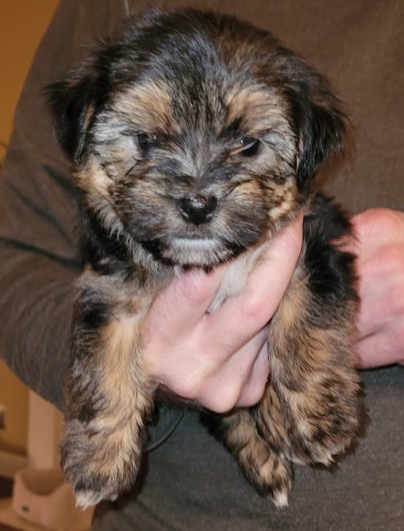 Shih Tzu puppy for sale + 62971