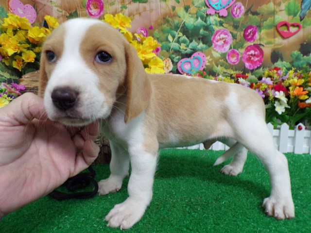 Beagle puppy for sale + 66712