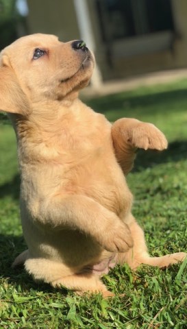 Labrador Retriever puppy for sale + 57806