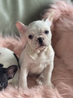 Lukas French Bulldog French Bulldog for sale/adoption