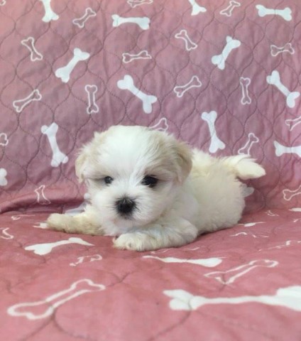 Yorkshire Terrier puppy for sale + 61886