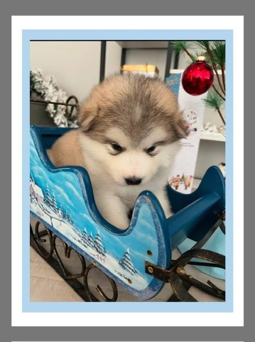 Alaskan Malamute puppy for sale + 66323