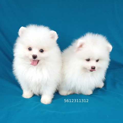 Pomeranian puppy for sale + 66599