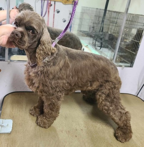 American Cocker Spaniel puppy for sale + 65205