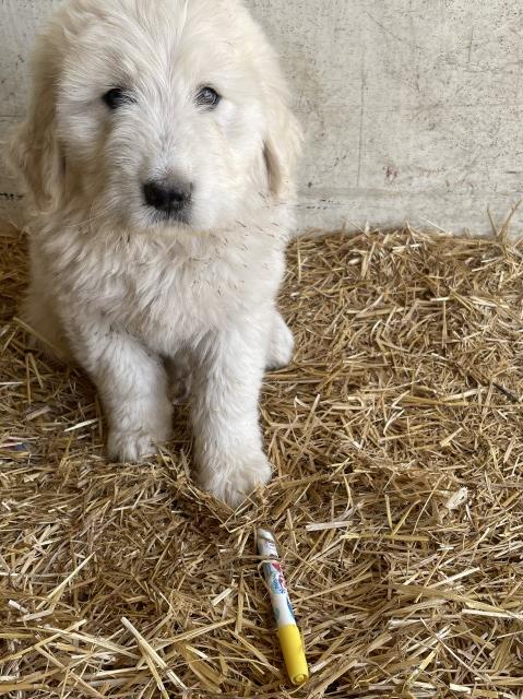Great Pyrenees puppy for sale + 63829