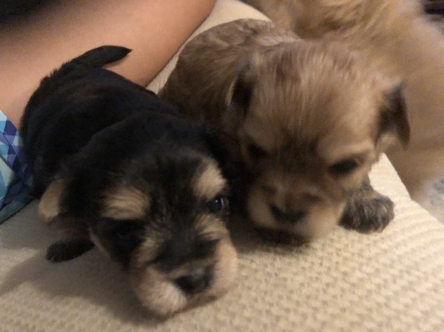 Morkie puppies!